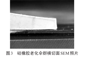 图3 硅橡胶老化伞群横切面SEM照片