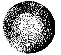 1533904301968092126.png blob.png