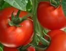 Improvement of Tomato Yield U30-NRC Figure 1