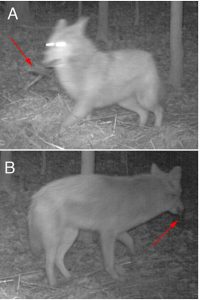 ONSETHOBO UA-002-64 temperature and light Recorder in the application of wild animal protection with picture 1