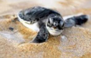 UA-001-64 temperature Recorder is used for sex prediction of young returnees with picture 1