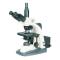 Varnishing BM-SG10PH Phase Contrast Microscope