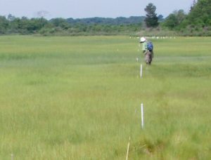 Response of salt marshes to sea level rise U20-001 and U20L series water level loggers with Figure 1