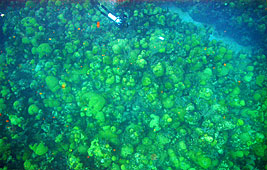 Picture 1 of ONSETHOBO's research on water temperature changes in the Coral Reef Ecological Optics Laboratory in Bermuda