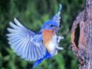 Blue Robin Satisfied Bird's Nest Selection UA-002-08 Picture 1