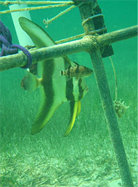 U22-001 is used for environmental monitoring of coastal waters of Qatar with map 1